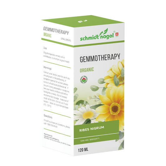 Ribes nigrum